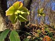 69 Ellebori (Helleborus niger) in fruttescenza